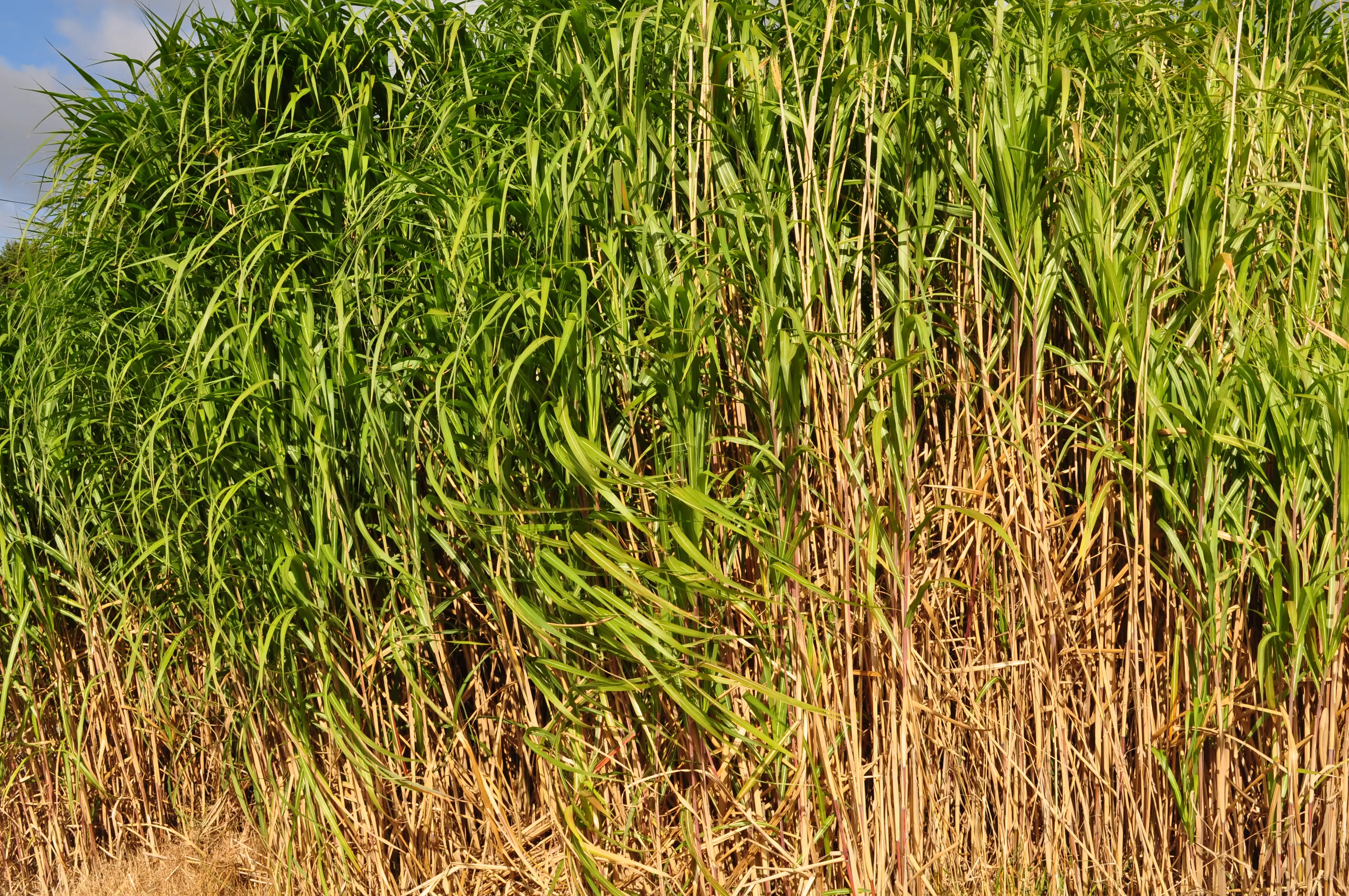 img-contenu (4)
